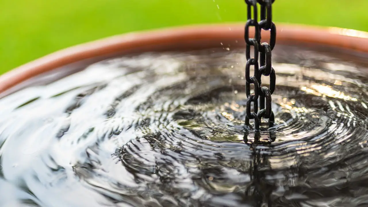 L’acqua piovana fa bene alle piante? Ecco la verità che non ti aspetti