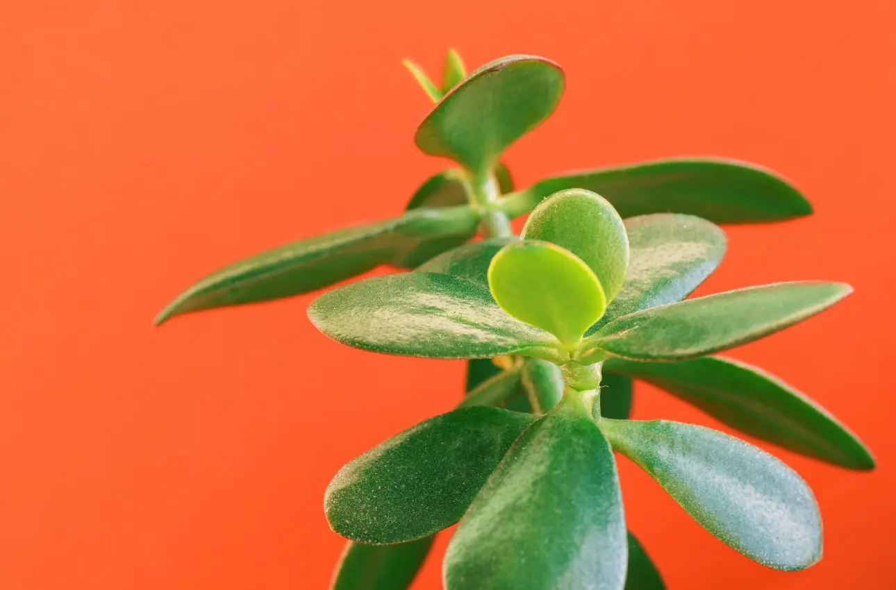 Hai sempre sbagliato: ecco le uniche piante che resistono al caldo secco del termosifone