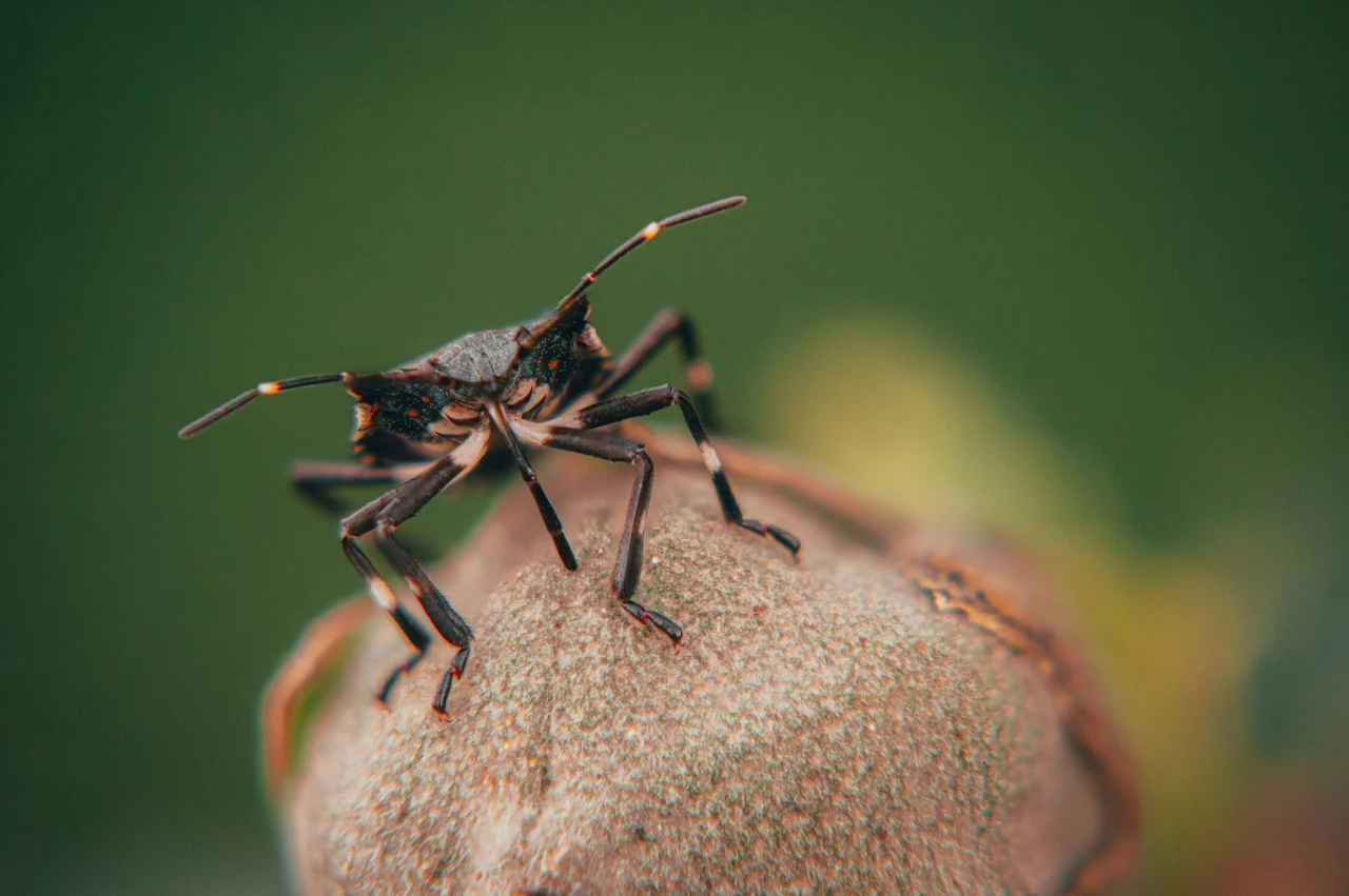 Allerta nidi di insetti in casa o in giardino: ecco come riconoscerli subito e dove guardare