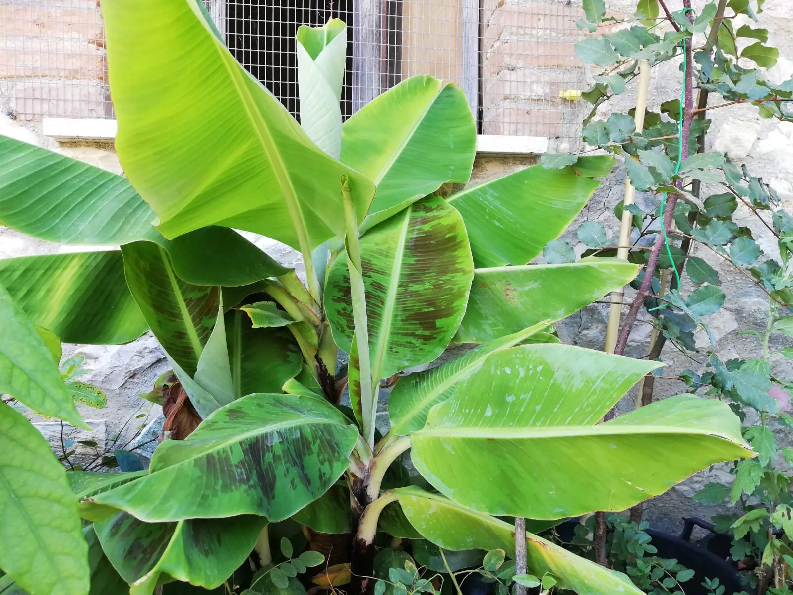 Usi ancora la torba sulle tue piante? Ecco perché dovresti smettere subito per salvare l’ambiente